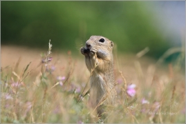 <p>SYSEL OBECNÝ (Spermophilus citellus) /European ground squirrel - Europäischer Ziesel/</p>
